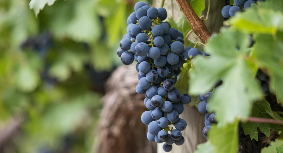 L’investissement dans les vignobles, un phénomène en vogue