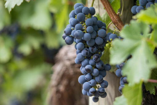 L’investissement dans les vignobles, un phénomène en vogue