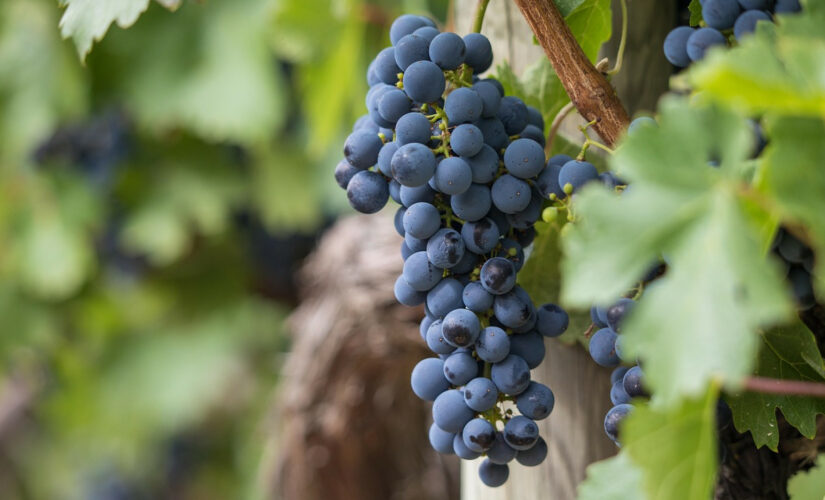 L’investissement dans les vignobles, un phénomène en vogue