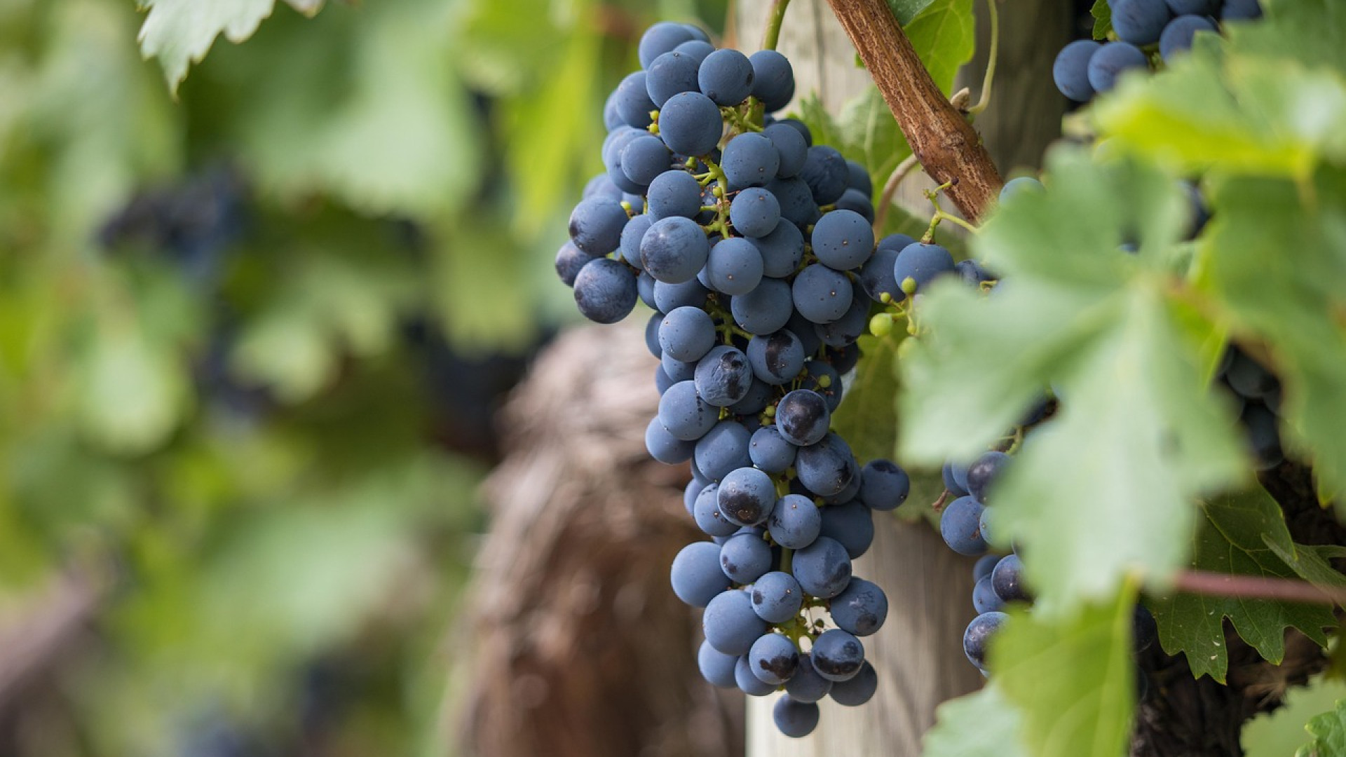 L’investissement dans les vignobles, un phénomène en vogue